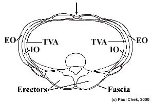 fascia toracolumbar
